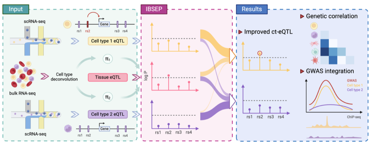 A unified framework for cell-type-specific eQTLs prioritization by integrating bulk and scRNA-seq data